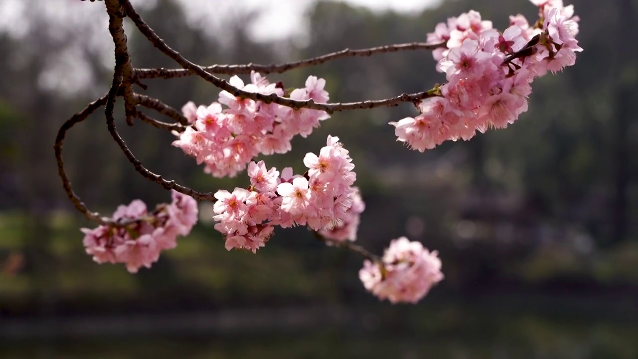 春季南京中山植物园樱花大道上的樱花盛开视频素材