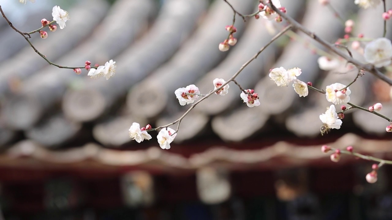 蜜蜂在采蜜视频素材