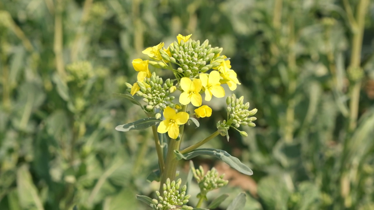 一枝油菜花视频素材