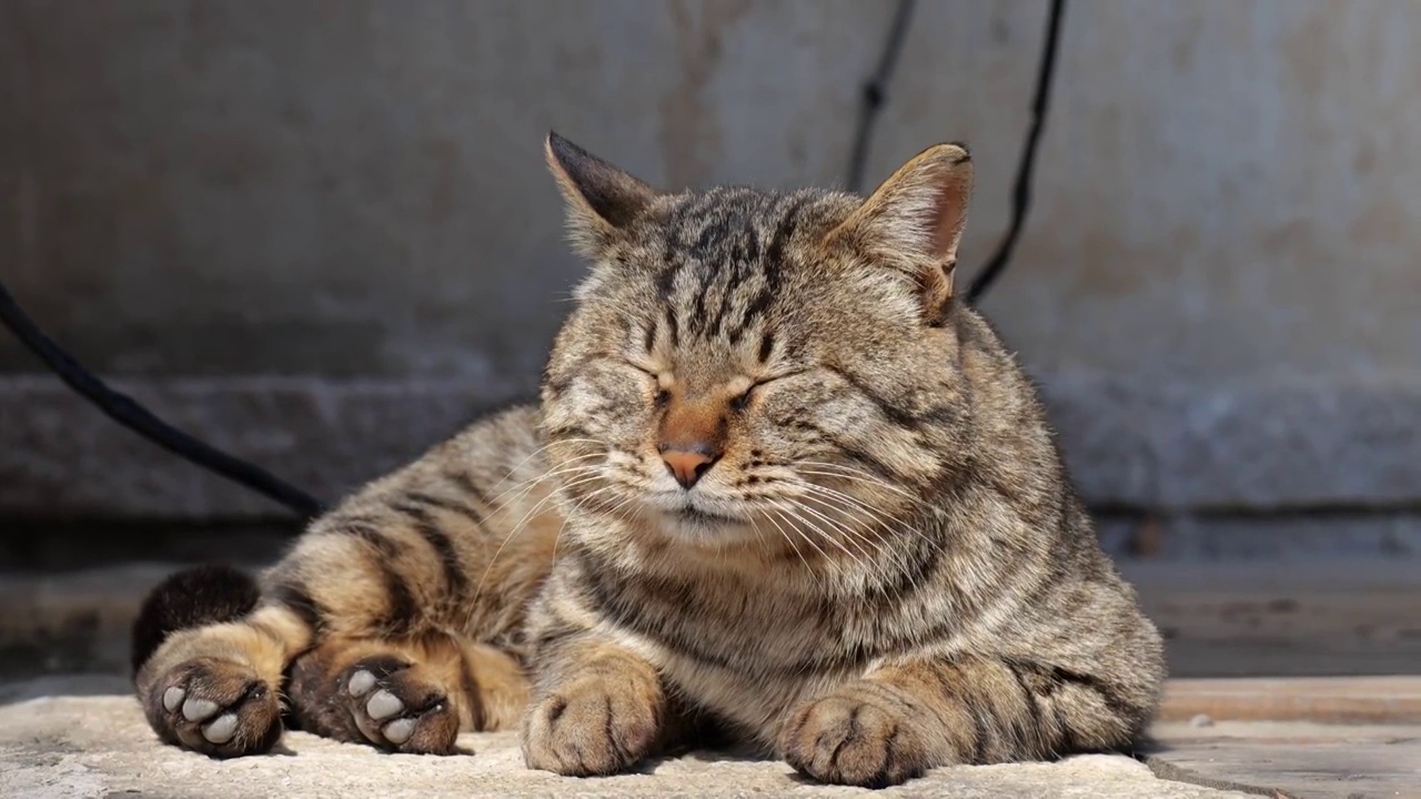 猫咪休息视频素材