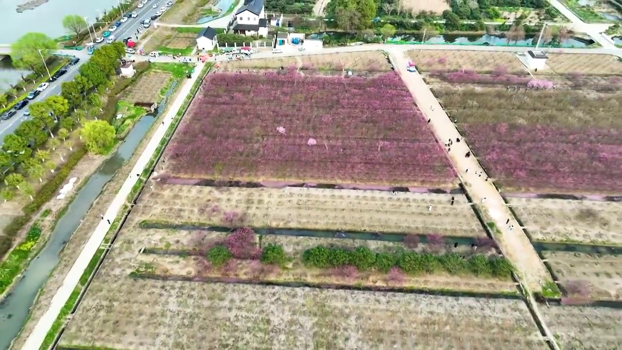 江苏苏州太湖西山岛消夏湾梅花视频素材