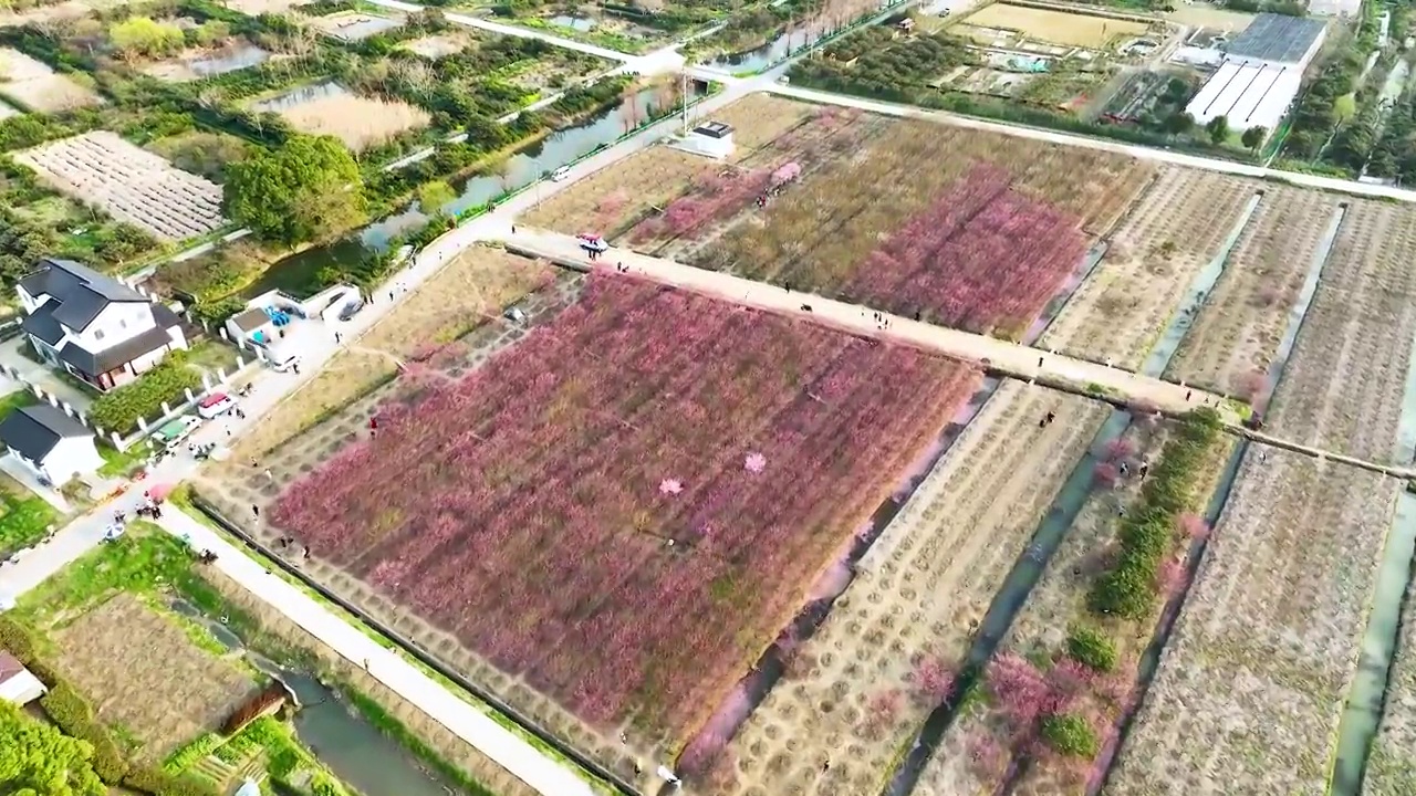 江苏苏州太湖西山岛消夏湾梅花视频素材