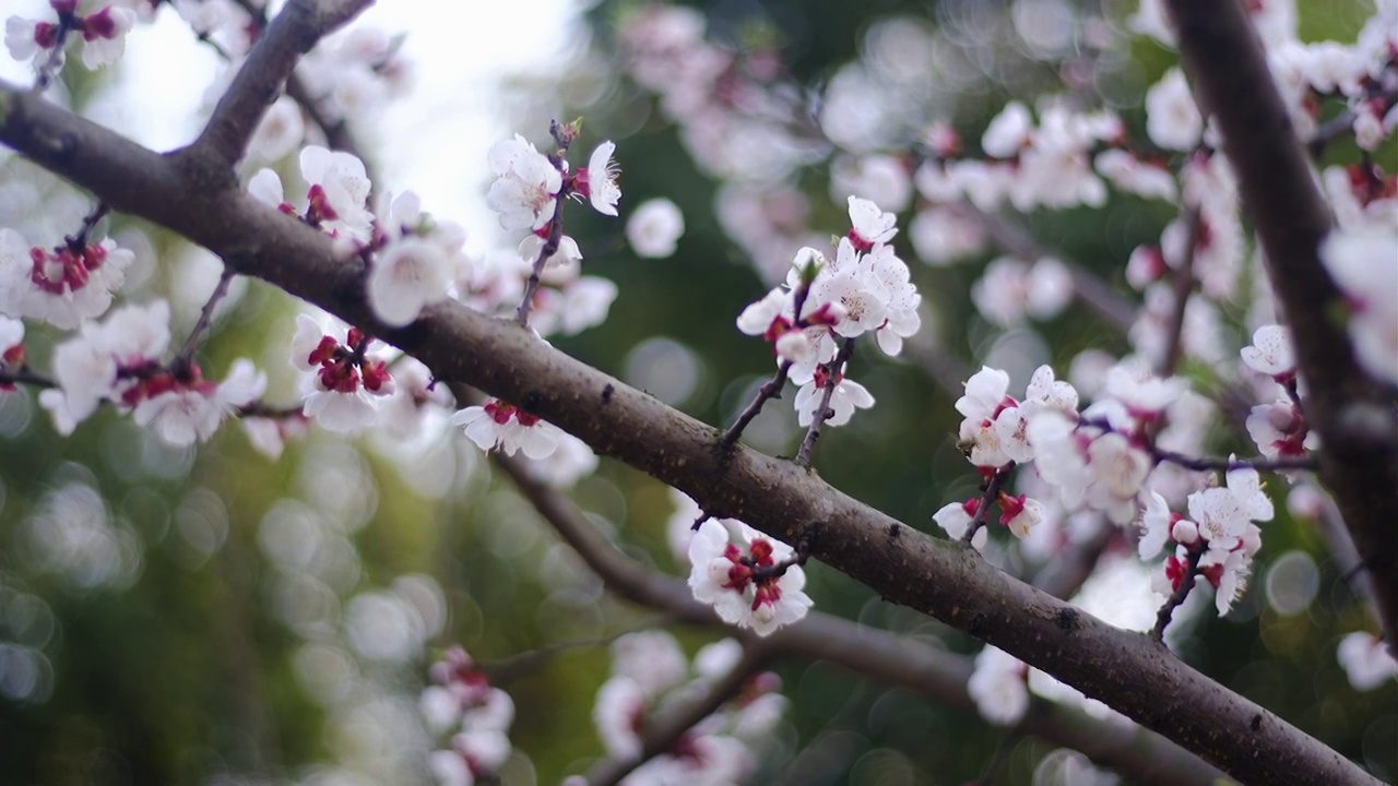 四川省绵阳市户外红叶李花，季节，春天，自然视频素材