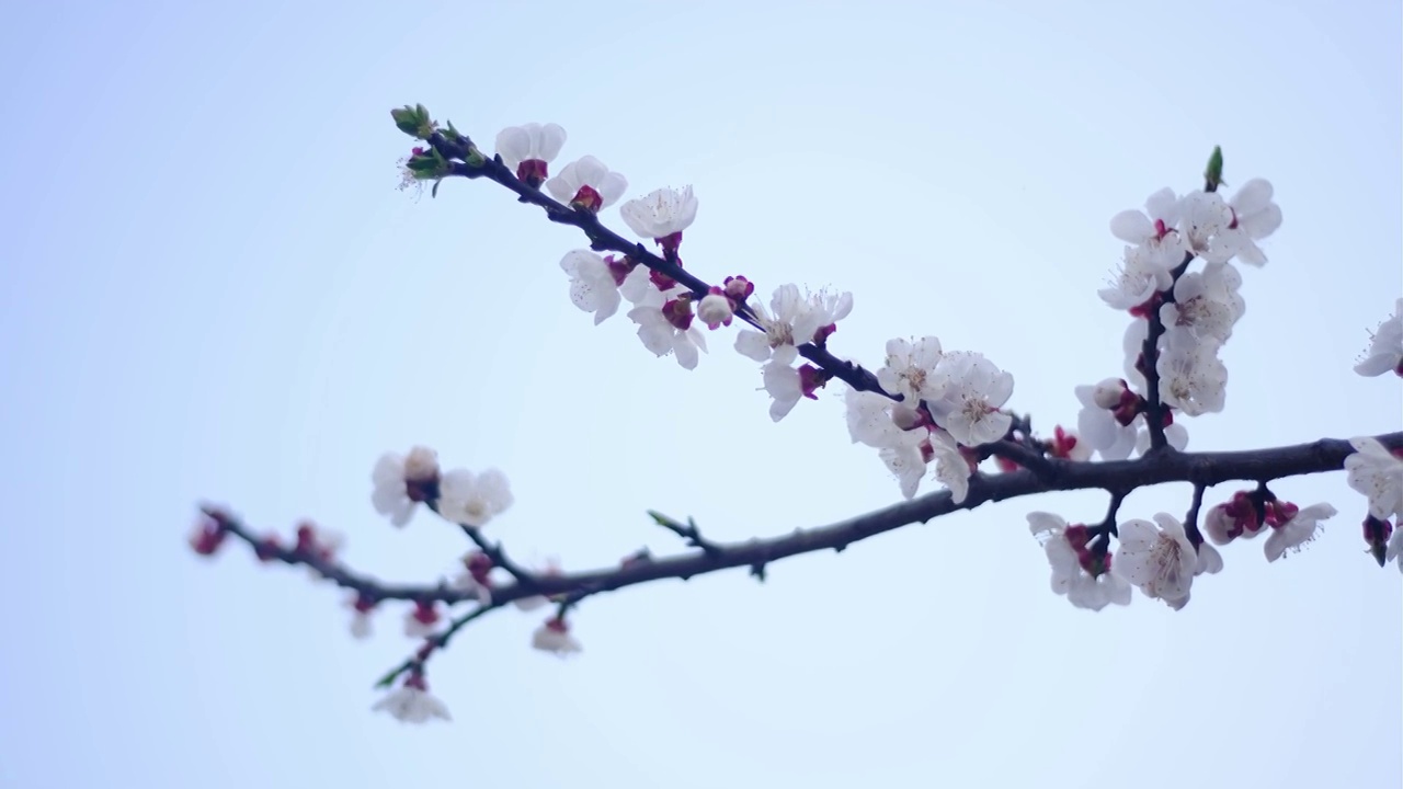 四川省绵阳市户外红叶李花，季节，春天，自然视频素材