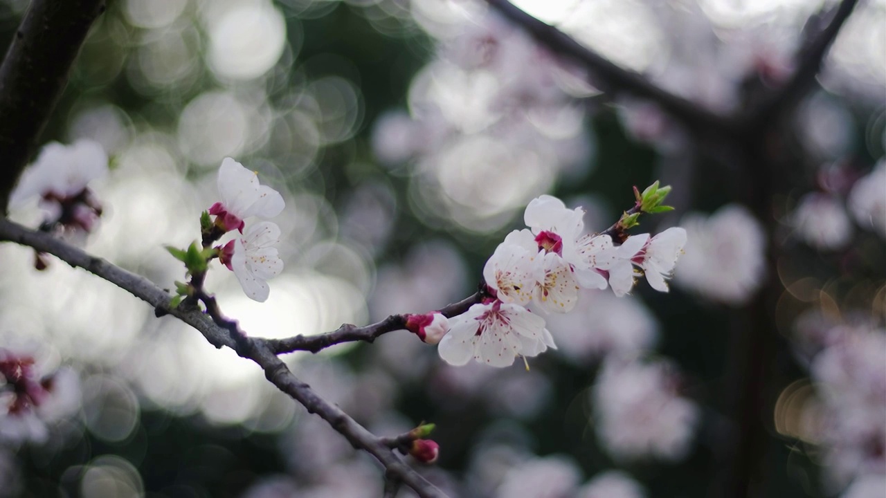 四川省绵阳市户外红叶李花，季节，春天，自然视频素材