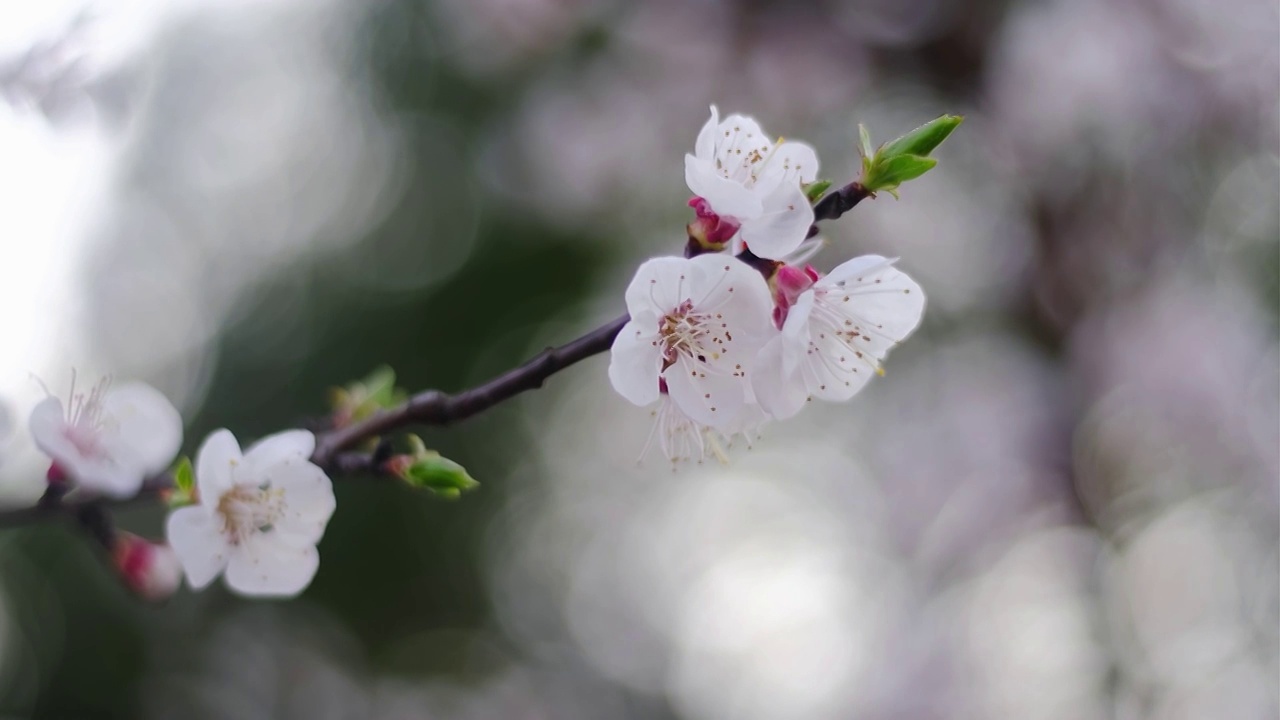 四川省绵阳市户外红叶李花，季节，春天，自然视频素材