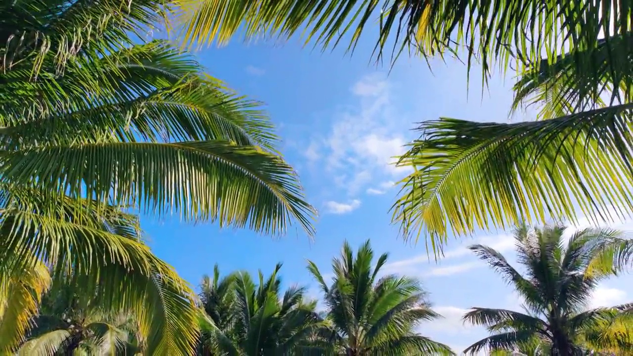 海南清水湾椰风视频素材