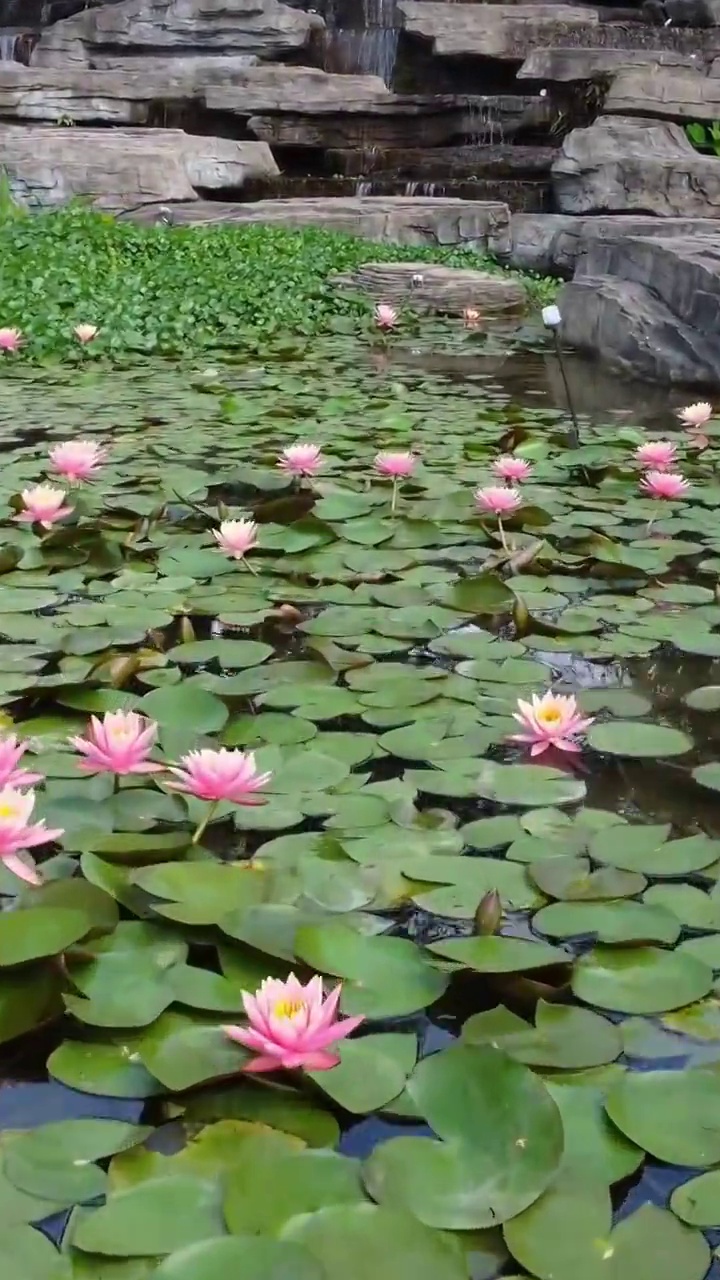 莲花池航拍 手机竖屏视频素材