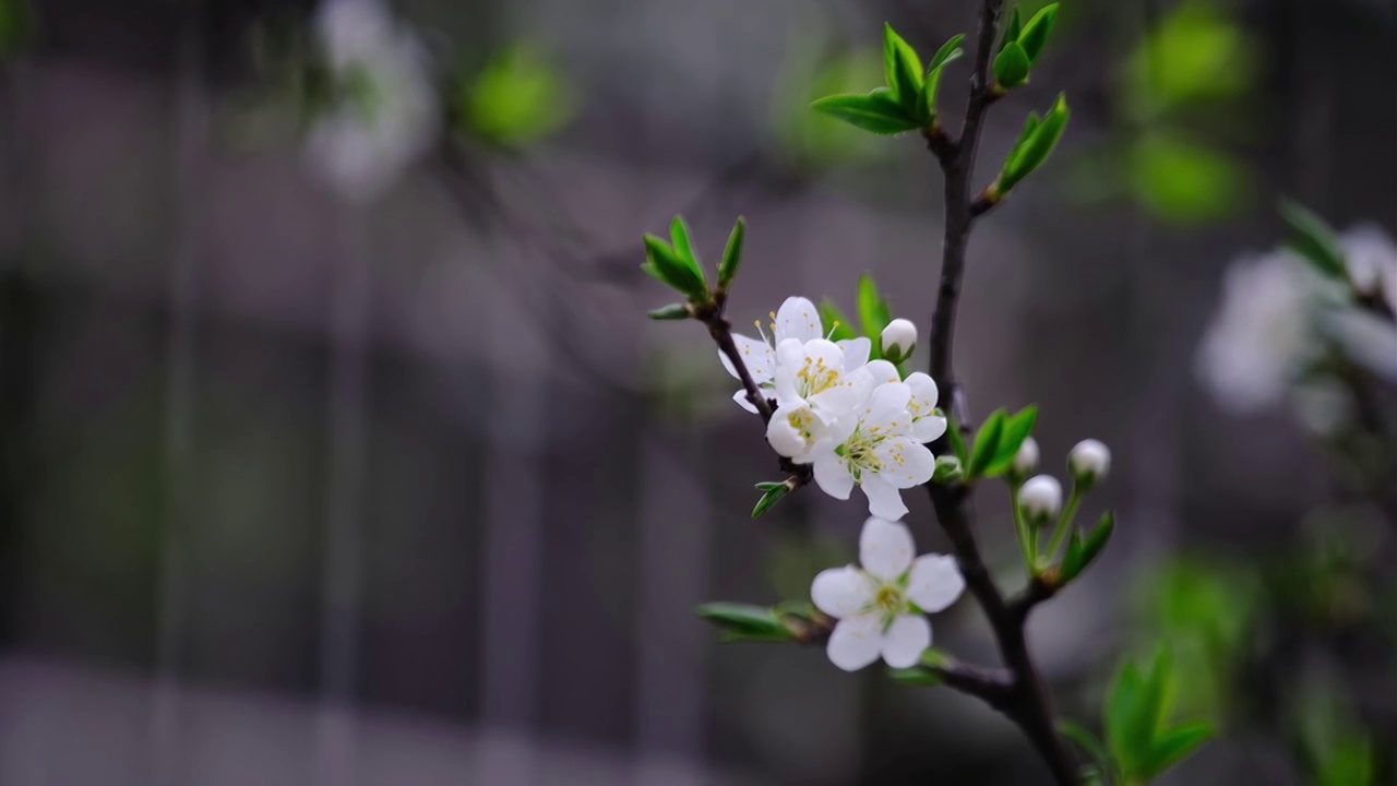 四川省绵阳市户外，李子花，季节，春天视频素材