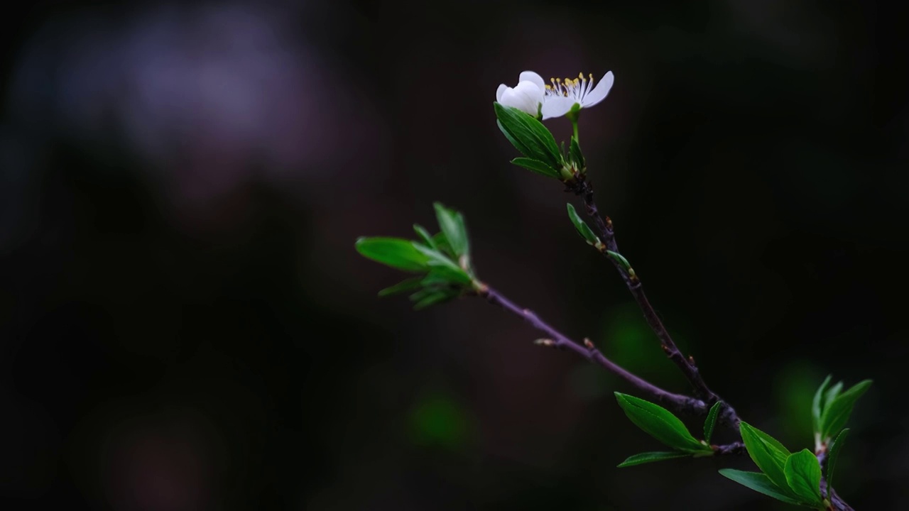 四川省绵阳市户外，李子花，季节，春天视频素材