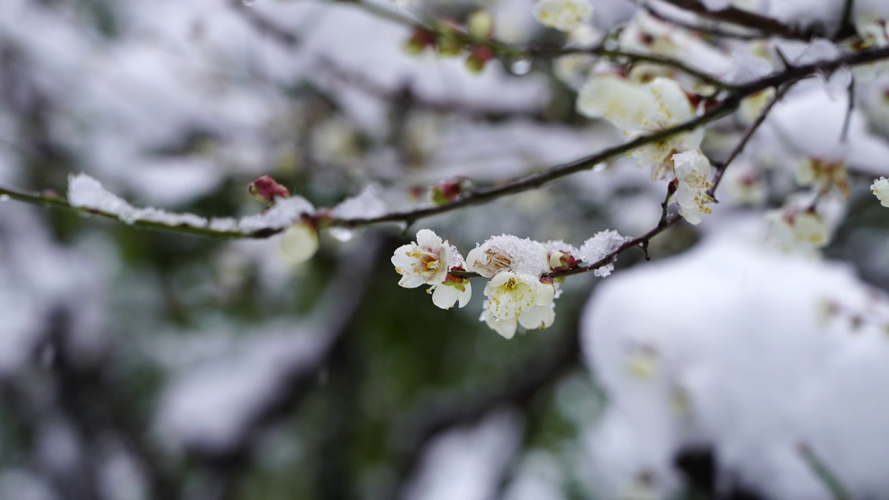 风雪中盛开的梅花，凌寒独自开视频素材