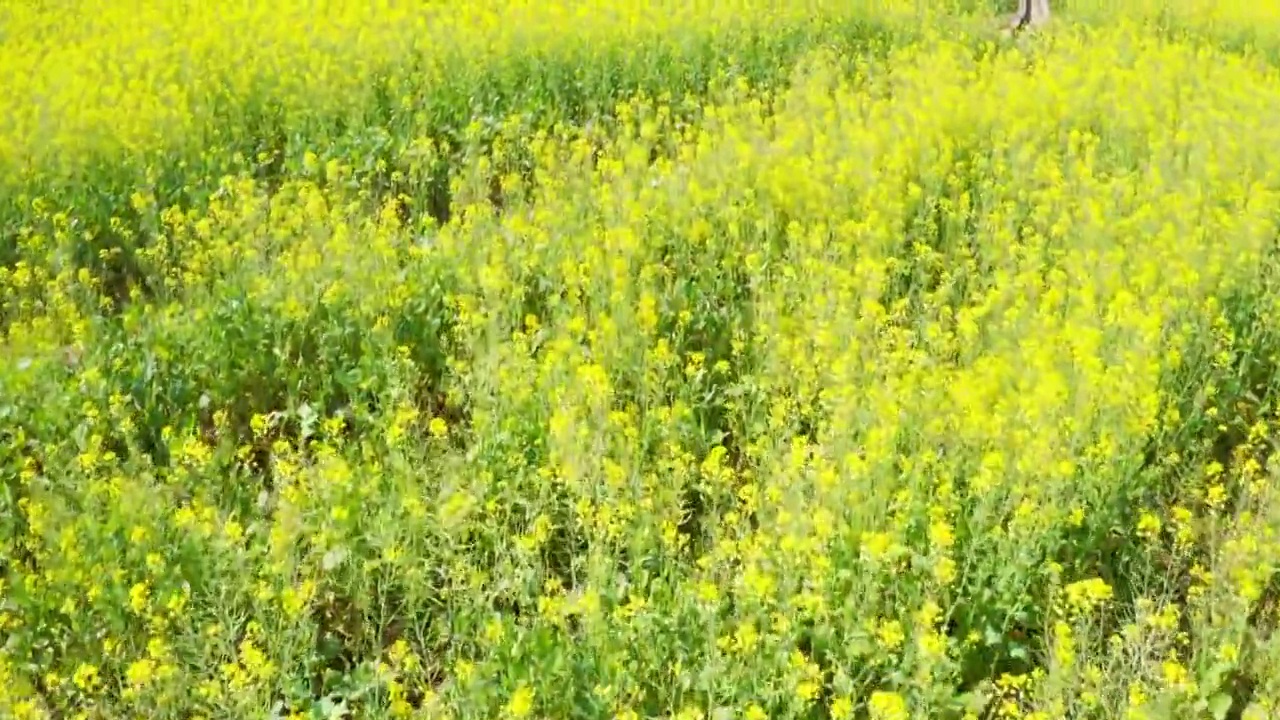 春天阳光下盛开的油菜花视频素材