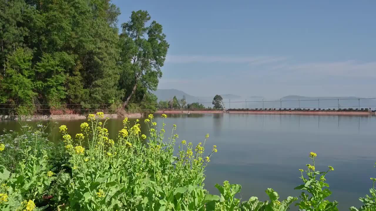 油菜花和湖泊风景视频素材