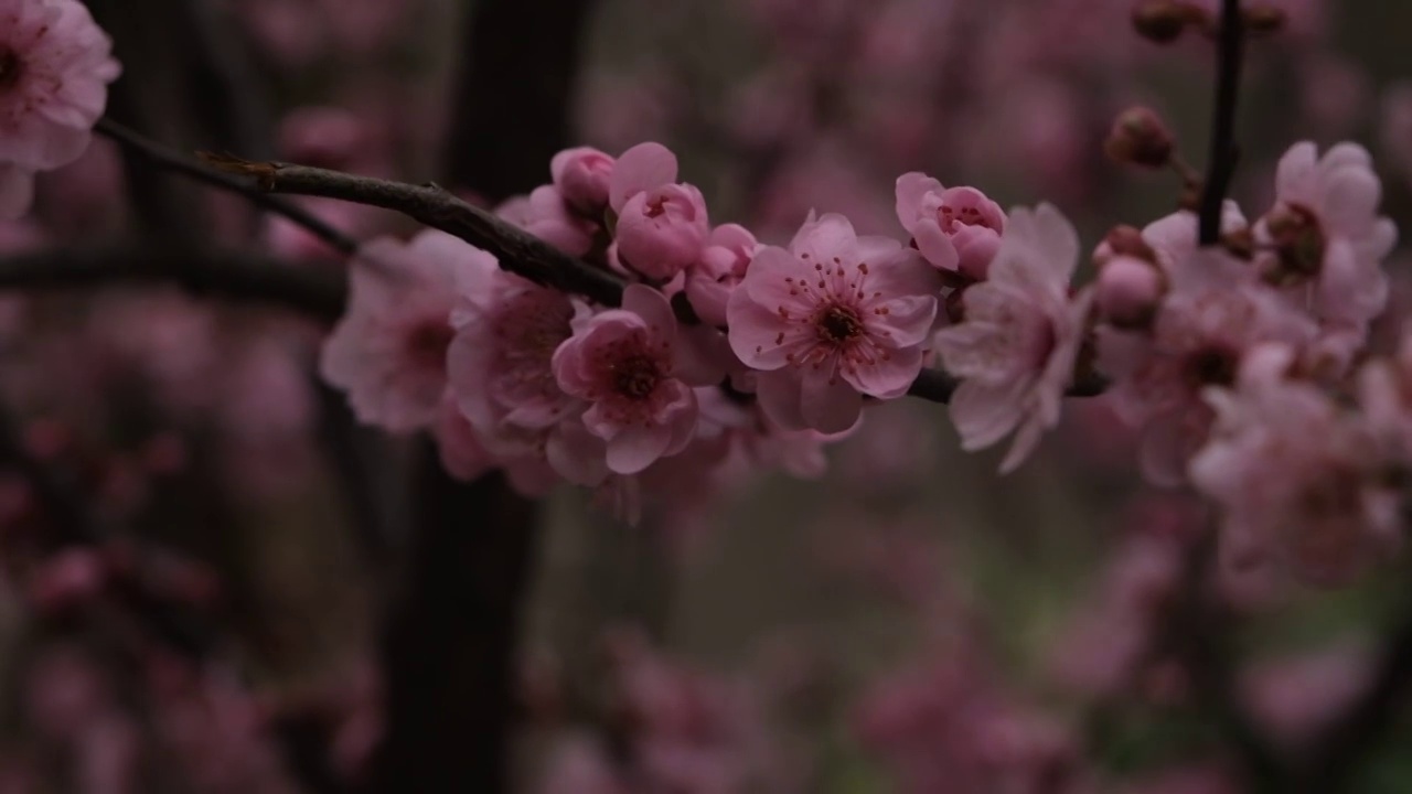 枝头梅花绽放视频素材