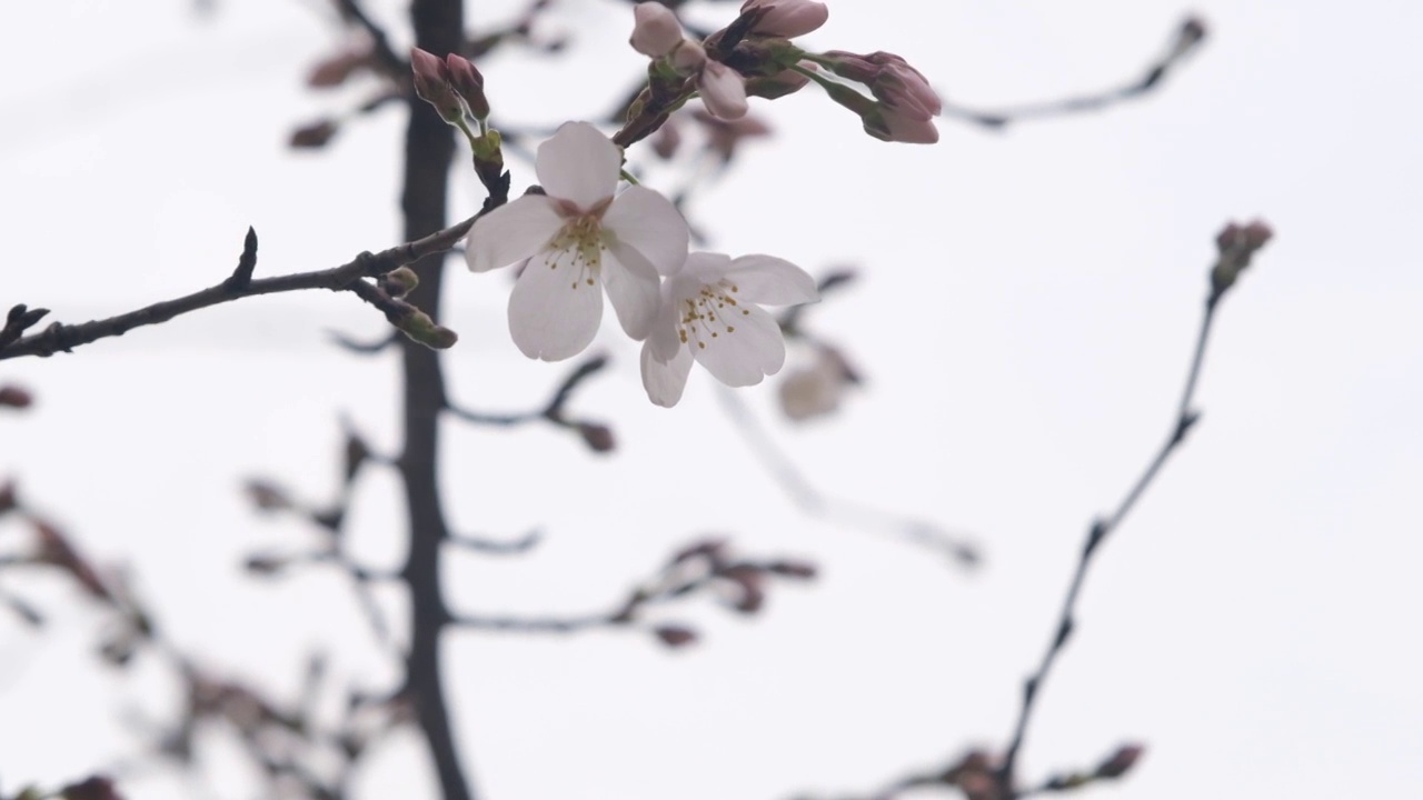 枝头梅花绽放视频素材