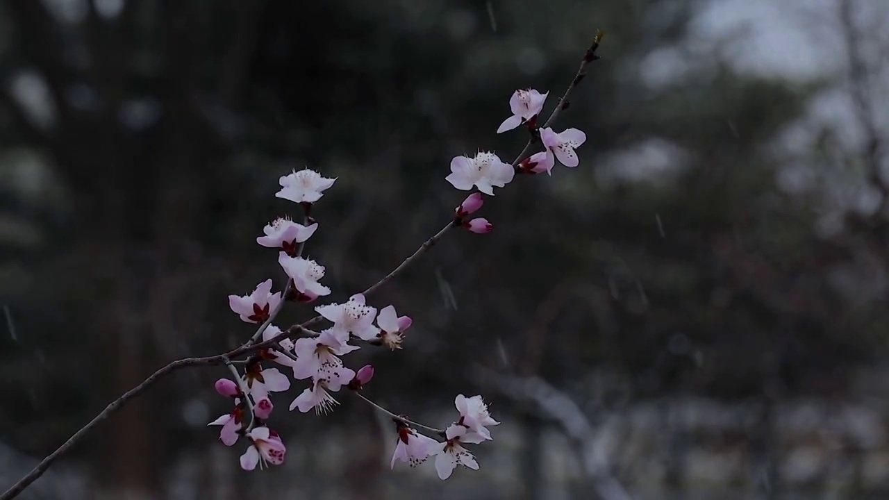 雪中的花朵视频素材