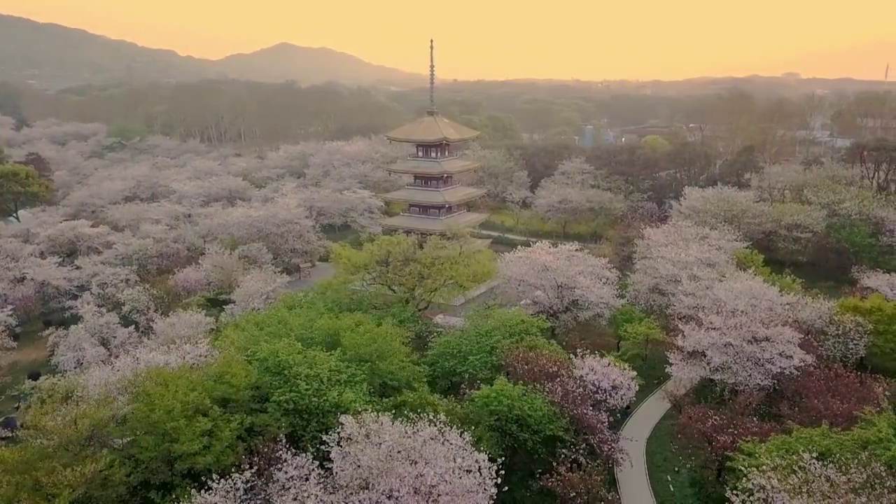 武汉东湖樱花园春天日出朝霞航拍视频素材