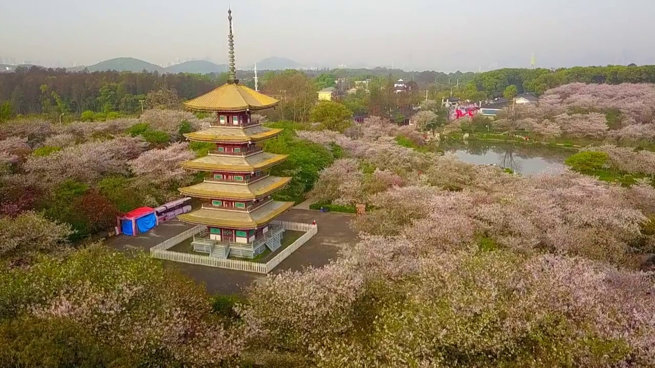 武汉东湖樱花园春天五重塔航拍视频素材