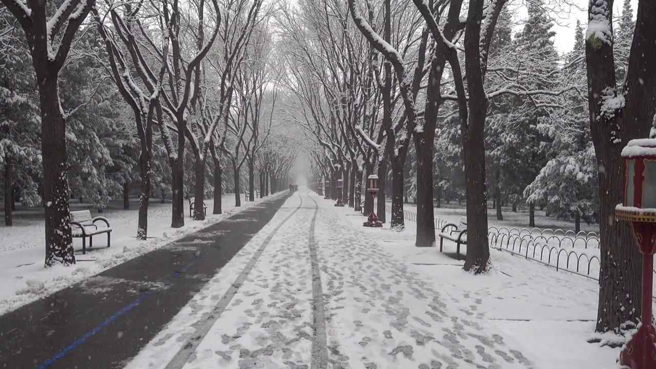 大雪纷飞天坛林荫道视频素材