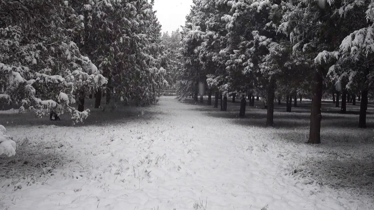 大雪纷飞天坛树林视频素材