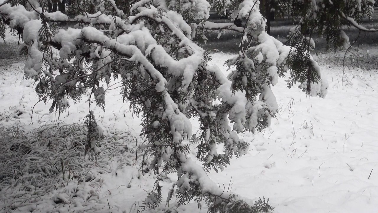 雪压松柏视频素材