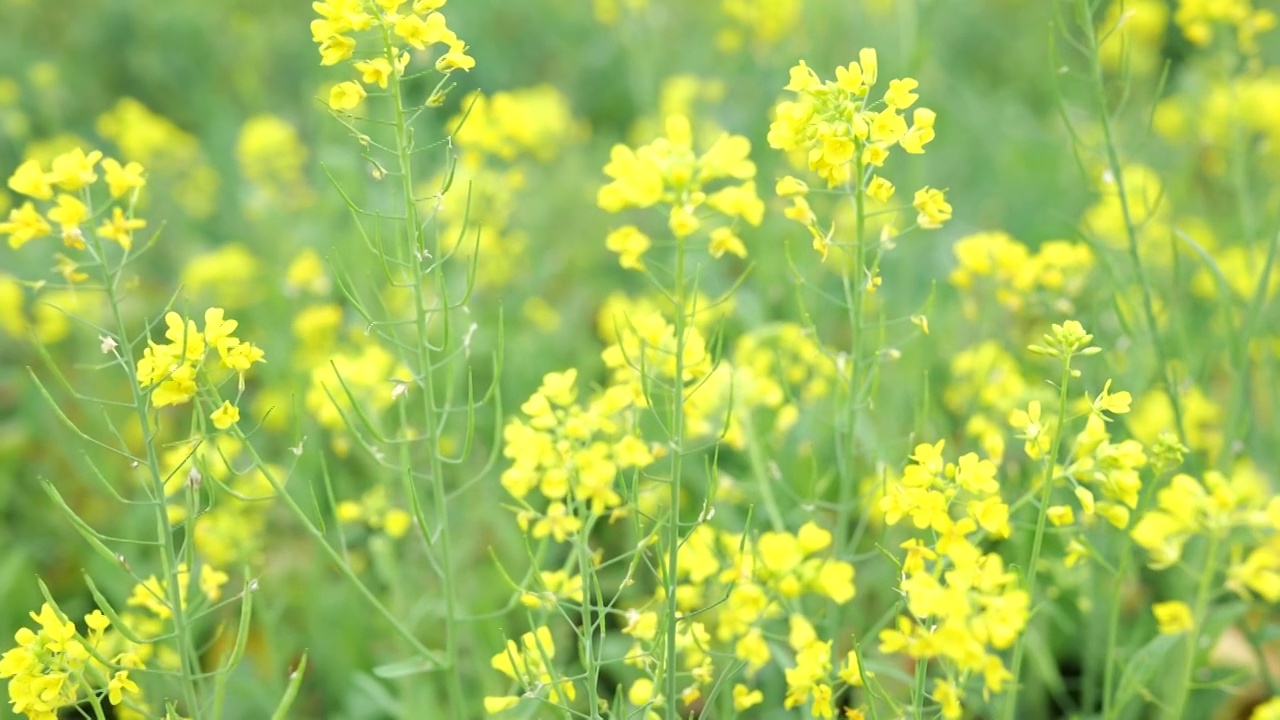 盛开的油菜花视频素材