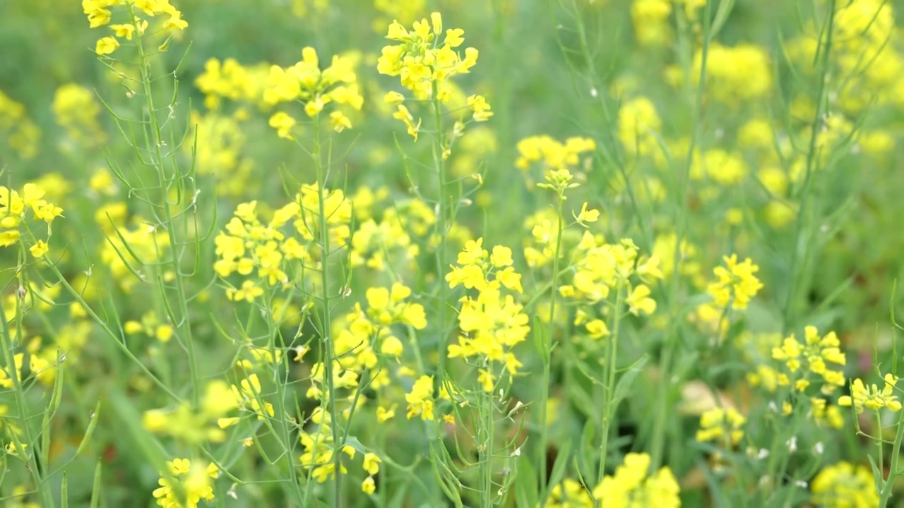 盛开的油菜花视频素材