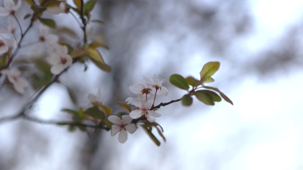 樱花视频素材