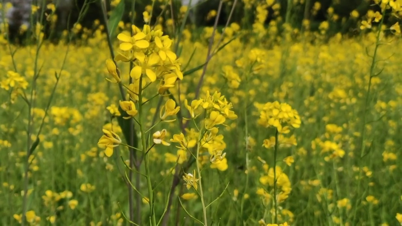 油菜花视频素材