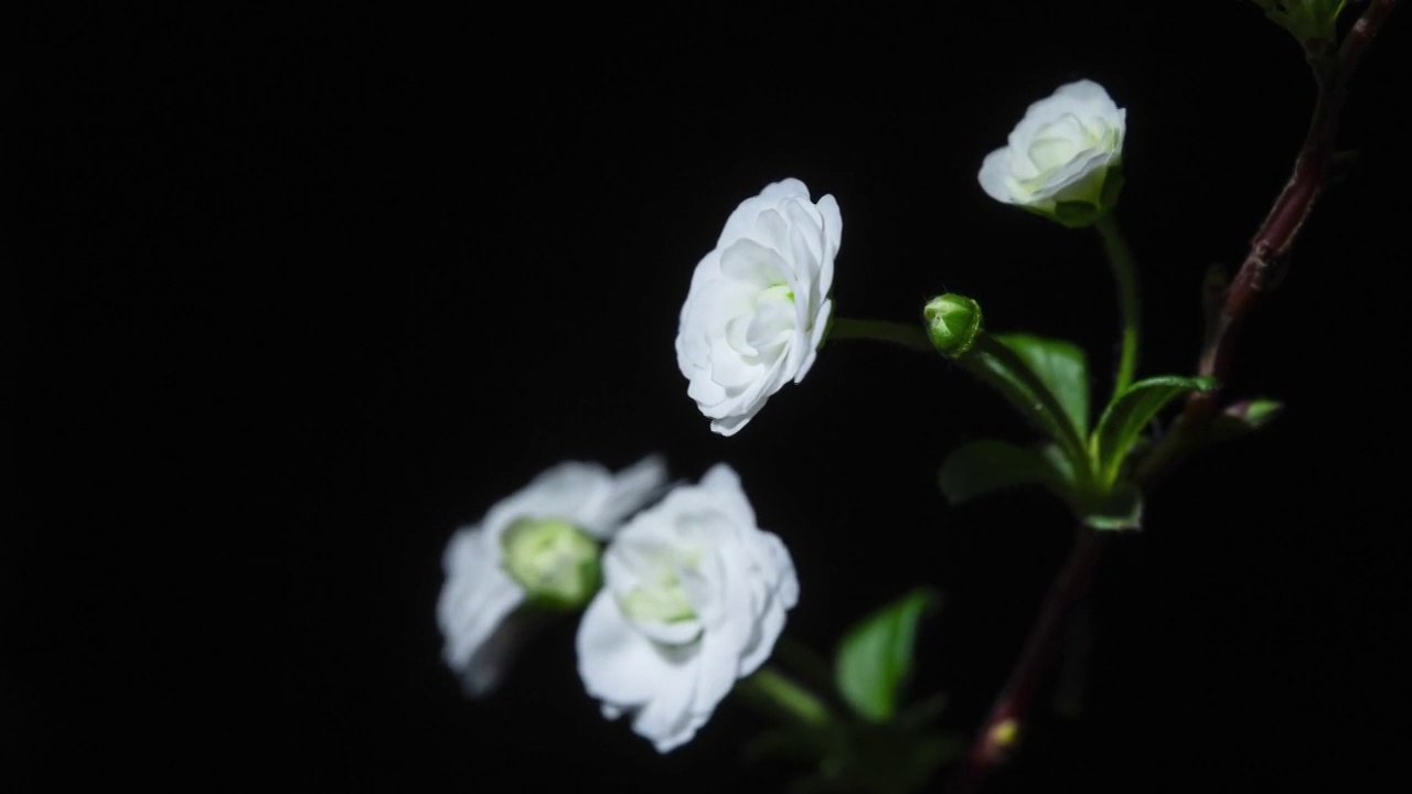 延时摄影喷雪花花开视频素材