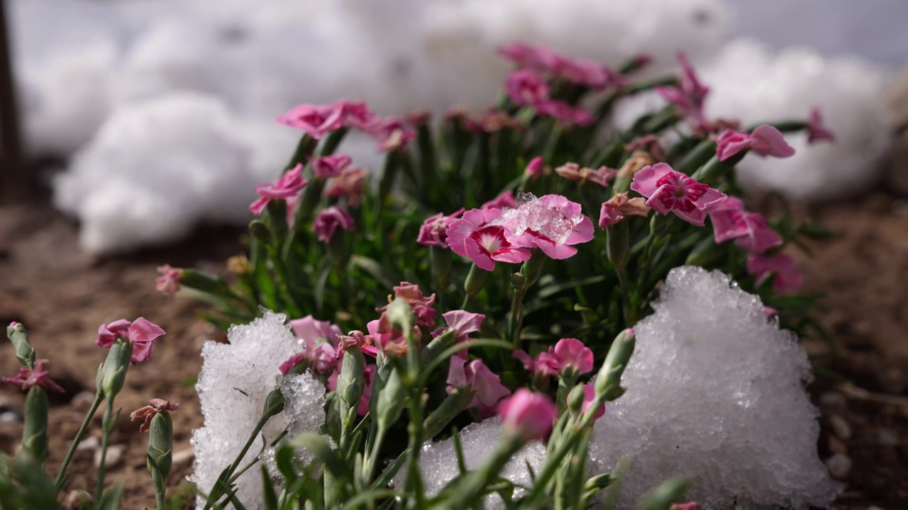 延时摄影冰雪融化石竹花视频素材