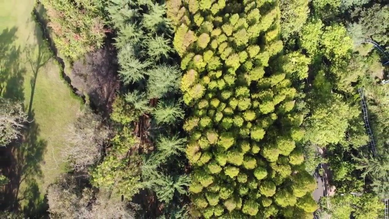 青岛水杉林杉树清晨航拍视频素材