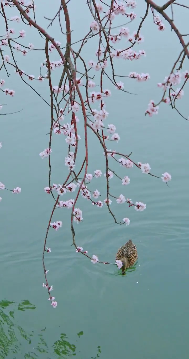 野鸭在湖中，颐和园西堤昆明湖的春天视频素材