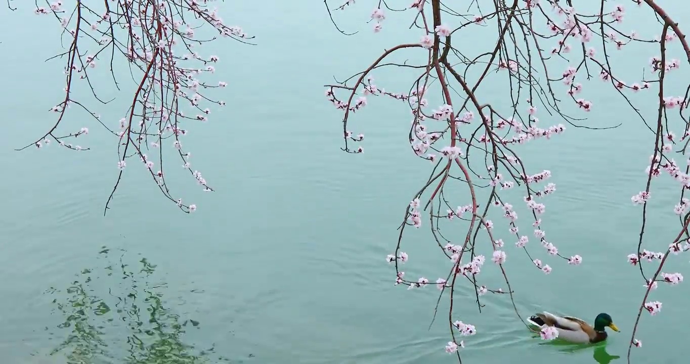 野鸭在湖中，颐和园西堤昆明湖的春天视频素材