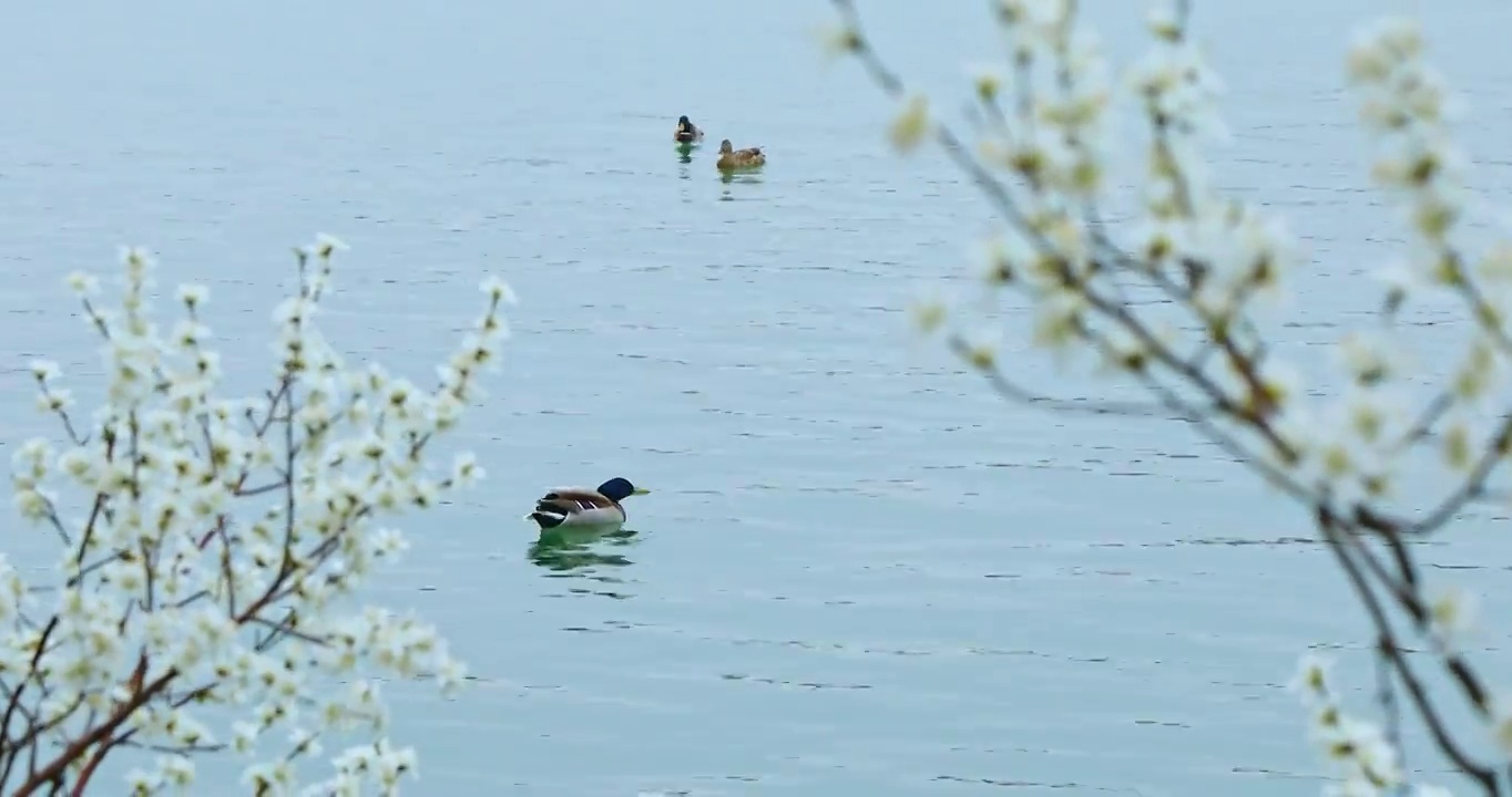 野鸭在湖中，颐和园西堤昆明湖的春天视频素材