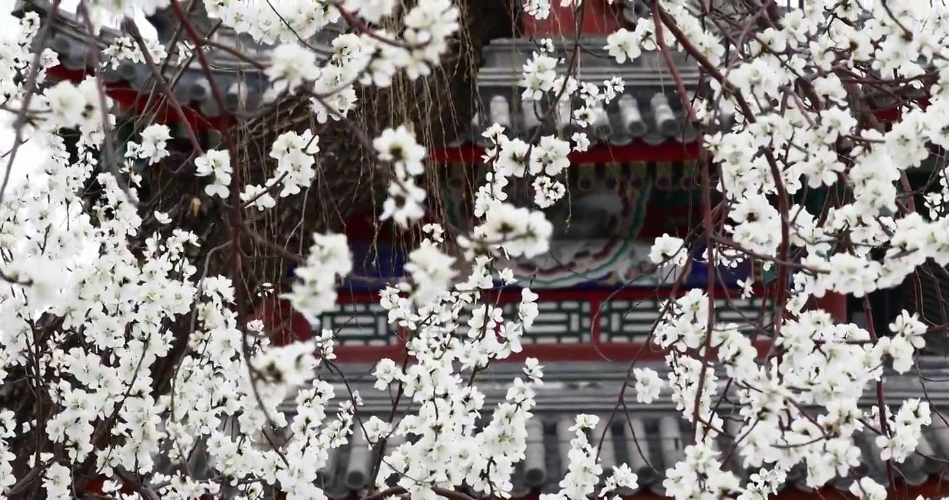 桃花与古建筑的春天，北京颐和园视频素材