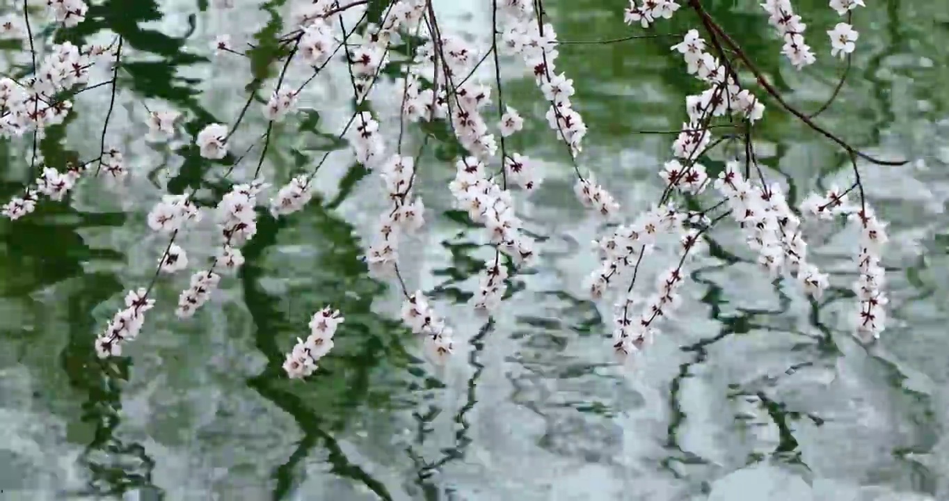 桃花与湖水，春天的气息视频素材