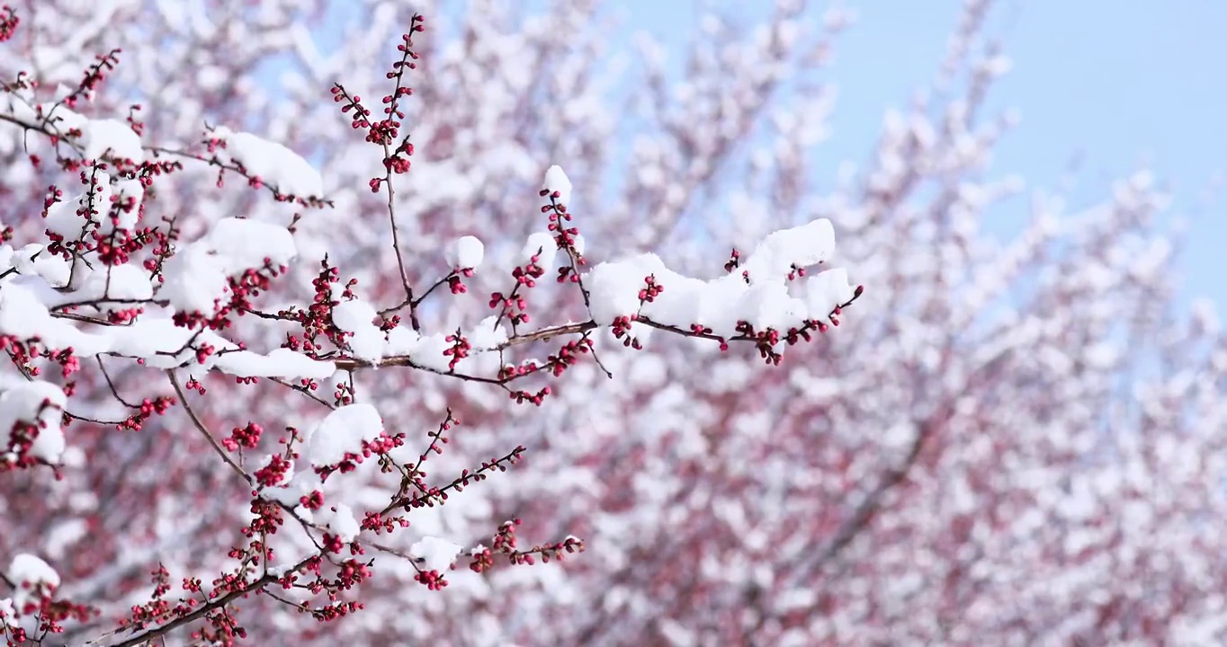 春天盛开的梅花，雪景中的梅花视频素材