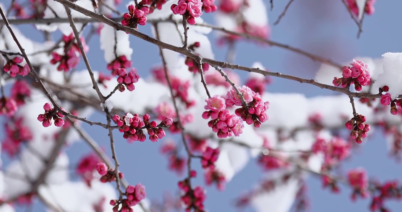 春天盛开的梅花，雪景中的梅花视频素材