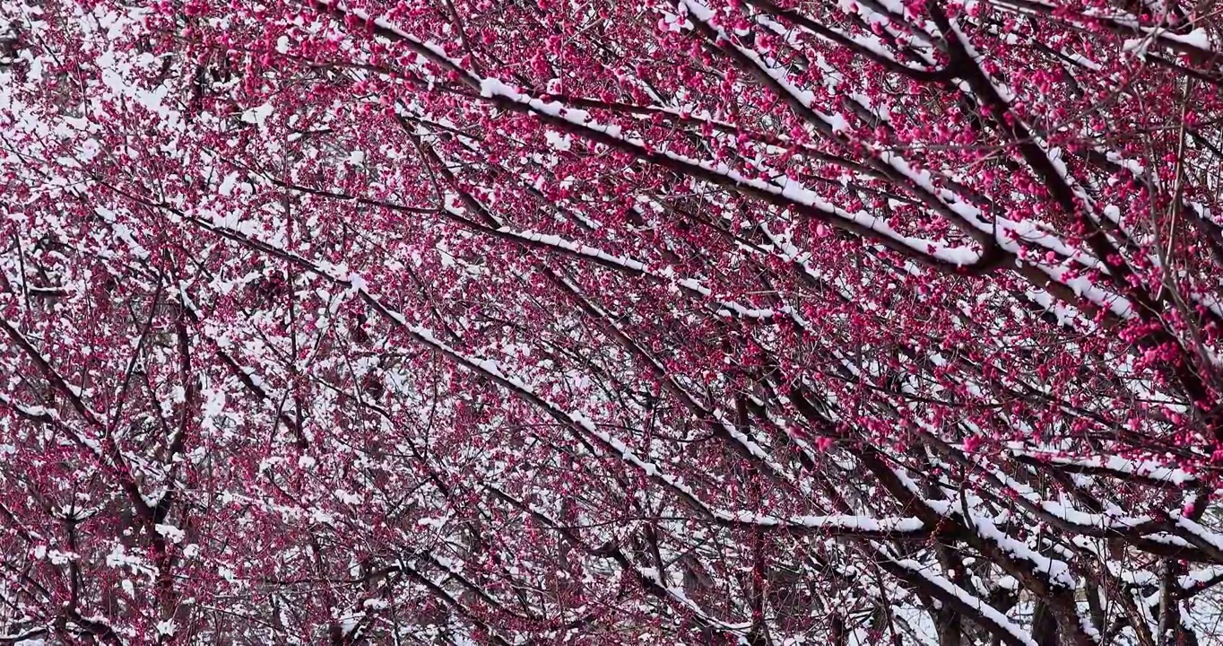 春天盛开的梅花，雪景中的梅花视频素材