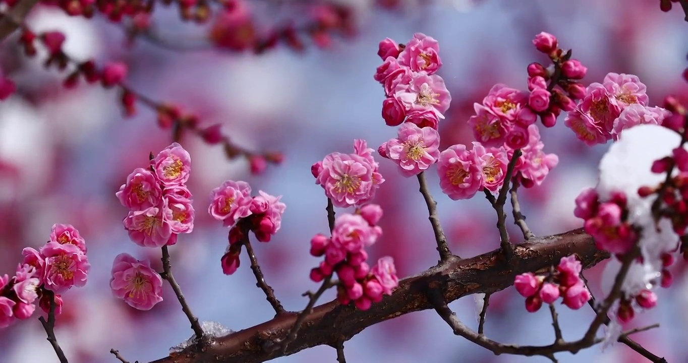 春天盛开的梅花，雪景中的梅花视频素材