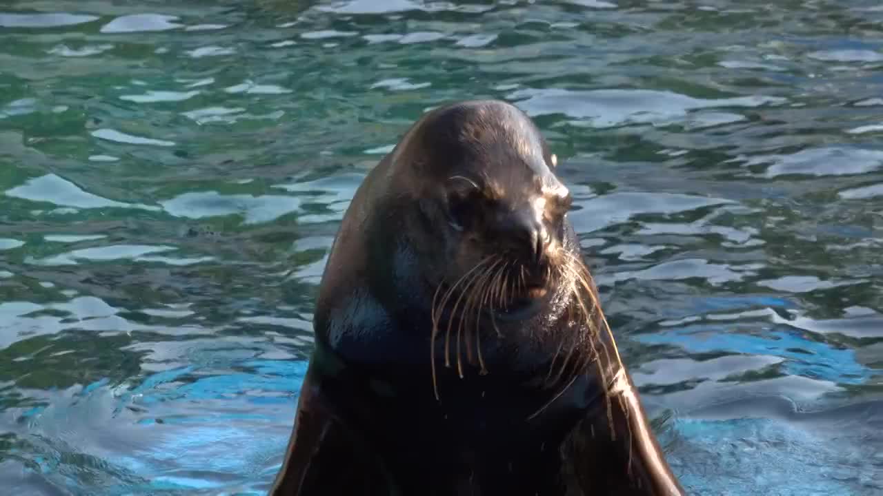 海狮特写视频素材