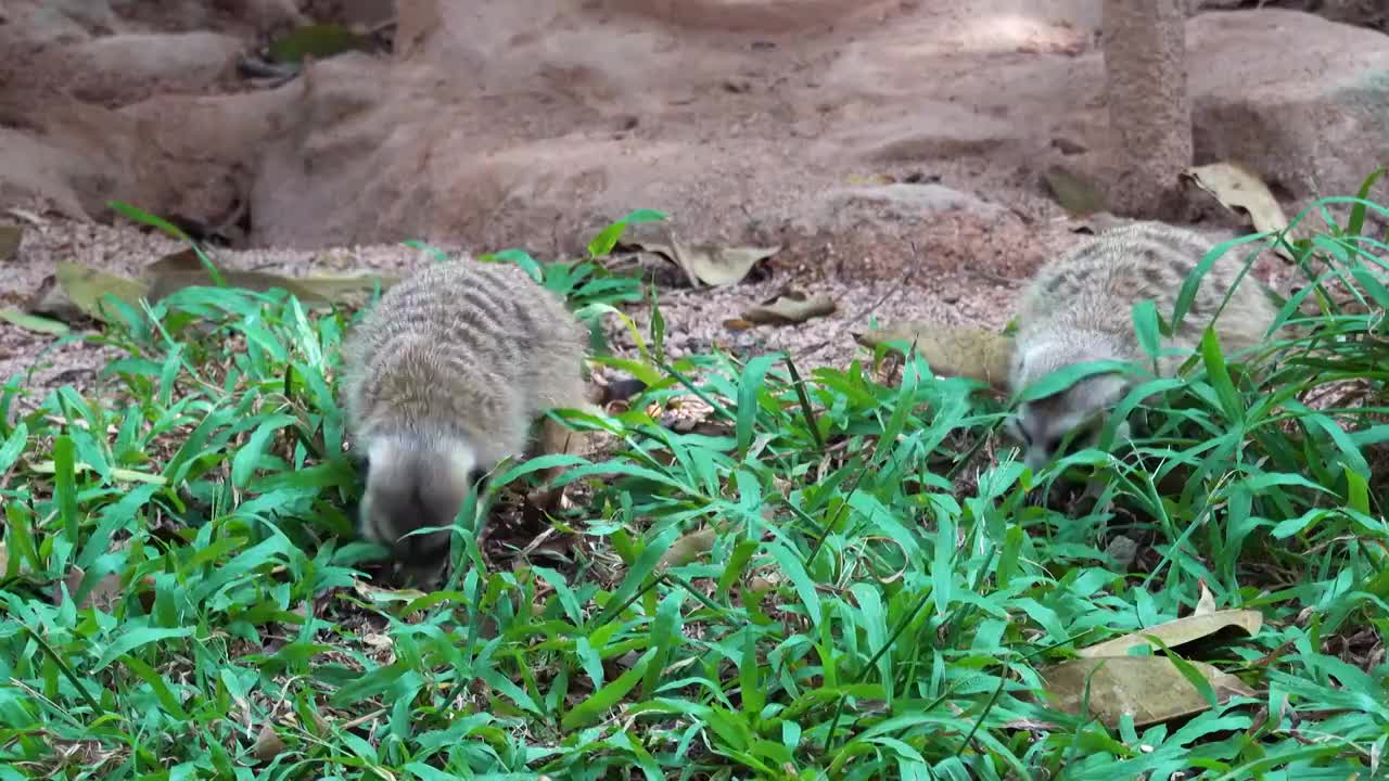 狐獴(猫鼬)视频素材