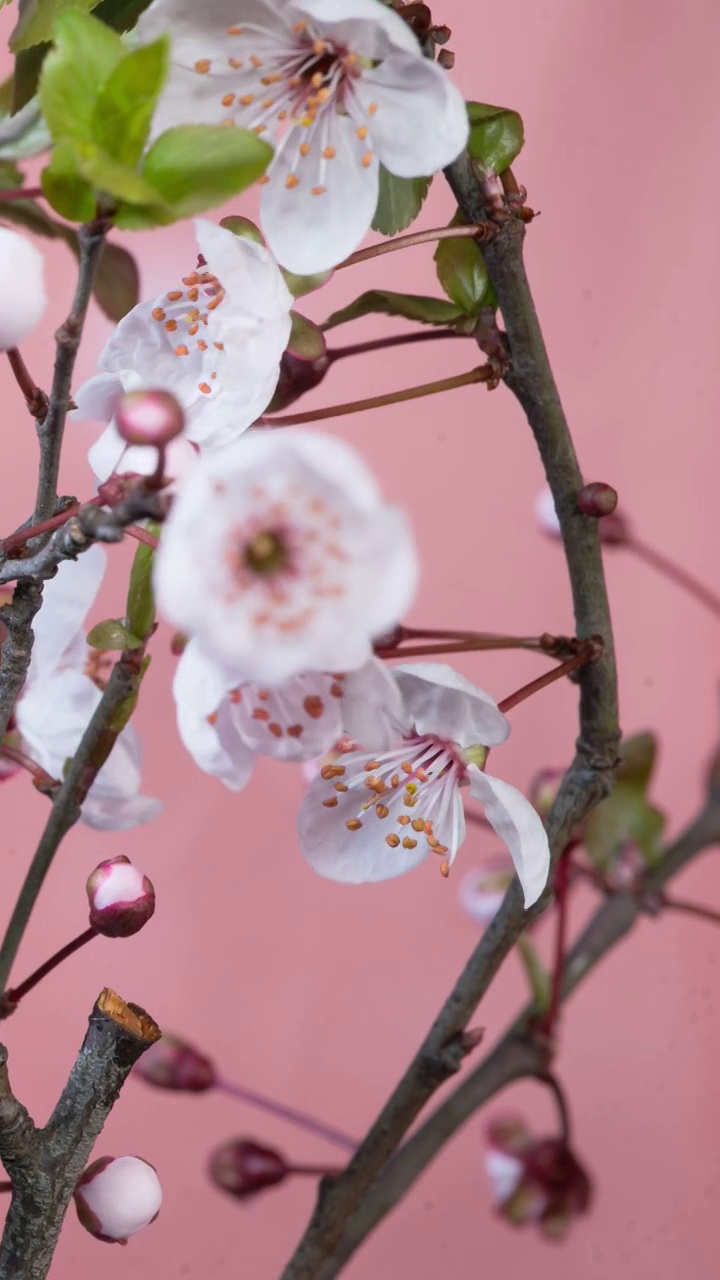 花开延时摄影开花延时（合集）视频素材