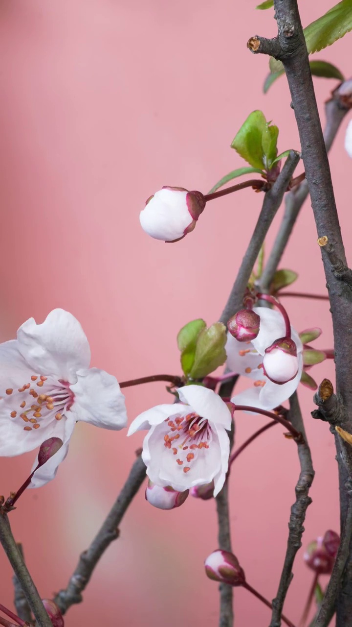 花开延时摄影开花延时（合集）视频素材