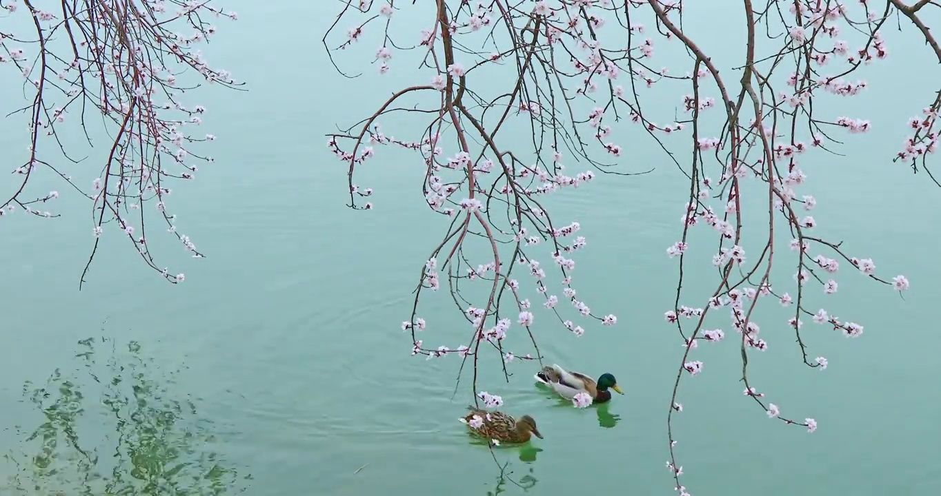 桃花与水中的野鸭，颐和园西堤的春天视频素材