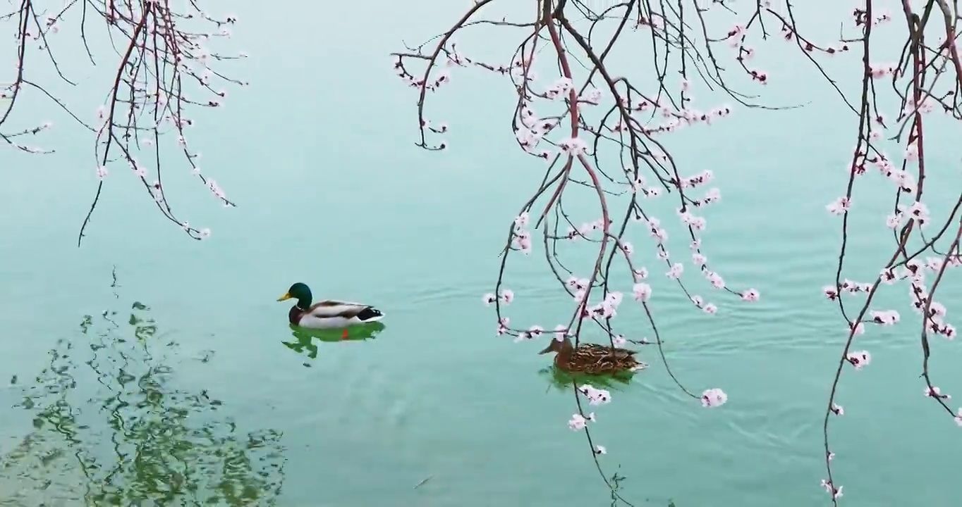 桃花与水中的野鸭，颐和园西堤的春天视频素材