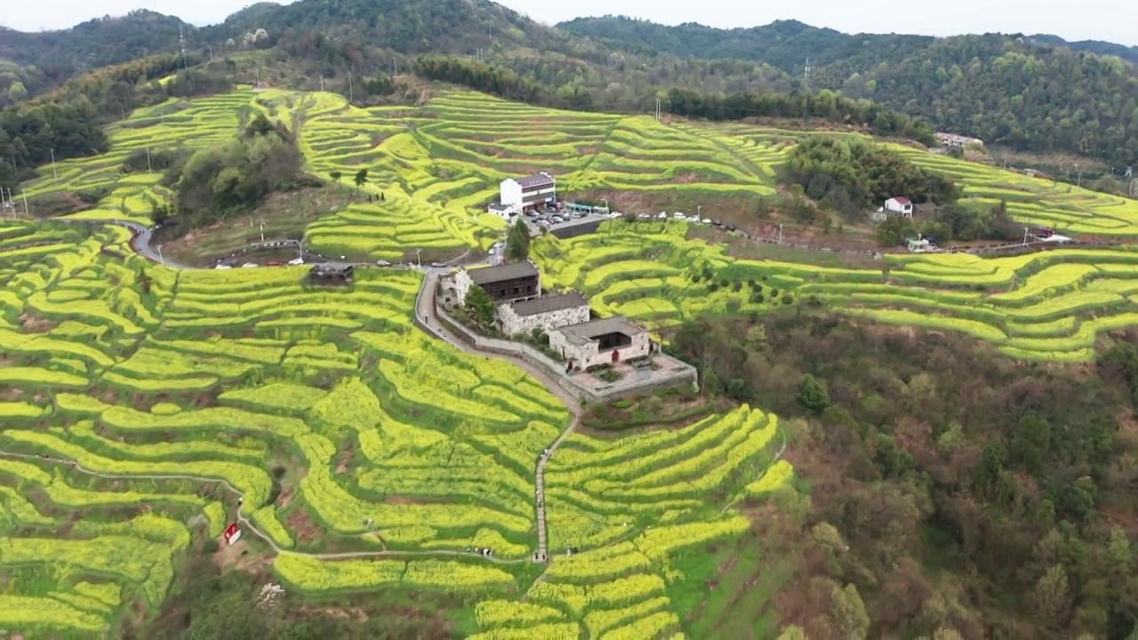 浦江民生村油菜花海梯田风光视频素材