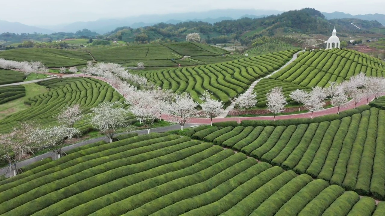 武义花田小镇樱花茶园风光4K航拍视频素材