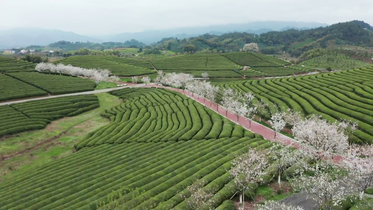 武义花田小镇樱花茶园风光4K航拍视频素材